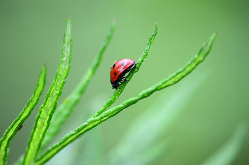 uğur böceği, macro picture,yakın çekim resimleri,nikon 85mm, sigma 105mm