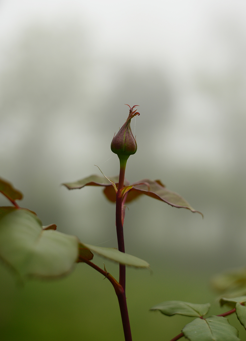 50mm, macro picture,yakın çekim resimleri,nikon 85mm, sigma 105mm