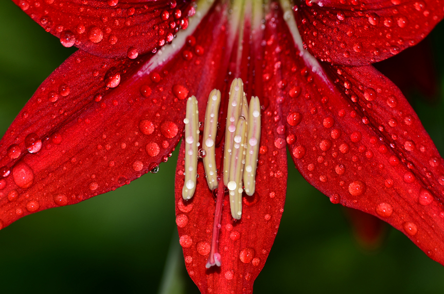 macro picture,yakın çekim resimleri,nikon 85mm, sigma 105mm